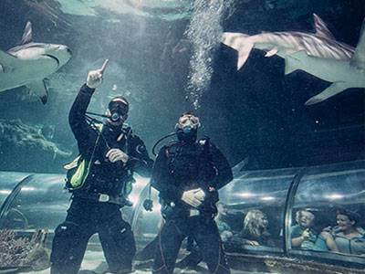 Dyk med store hajer i Kattegatcentret